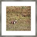 Prairie Dogs At Custer State Park Framed Print