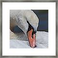 Preening Close Up Framed Print