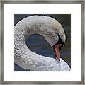 Preening Neck Framed Print