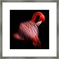 Pretty Flamingo Framed Print