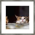 Pretty Ginger Cat Playing With Little Framed Print