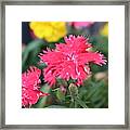 Pretty In Pink Framed Print