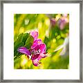 Pretty Picture Framed Print