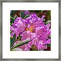 Pretty Pink Rhododendron Framed Print