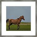 Pretty Wild Horse Showing Off Framed Print