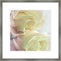 Pretty Wilting White Roses With Pink Tinge Framed Print