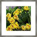 Prickly Pear Against Stone Framed Print