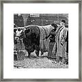 Prize Bull, 1883 Framed Print