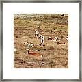 Pronghorn Antelope At Custer State Park Framed Print