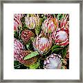 Protea,  Exotic Beauty Of South Africa Framed Print