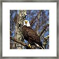 Proud Eagle Framed Print