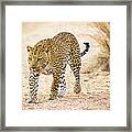 Prowling Leopard Framed Print
