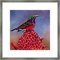 Purple Throated Sunbird On Red Torch Ginger Framed Print