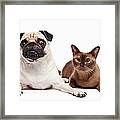 Pug And Burmese Cat Framed Print