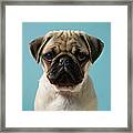 Pug Puppy Against Blue Background Framed Print