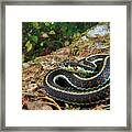 Puget Sound Garter Snake Framed Print