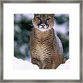 Puma Or Cougar In Snow Felis Concolor Framed Print
