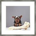 Puppy With Oversized Bone Framed Print