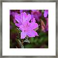 Purple Azaleas In Bloom Framed Print