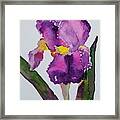 Purple Bearded Iris Framed Print