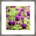 Purple Flowers In A Garden Framed Print