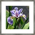 Purple Iris Framed Print