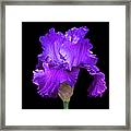 Purple Iris On Black Framed Print