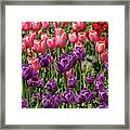 Purple, Pink, And Red Tulips Framed Print