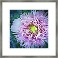 Purple Poppy Framed Print