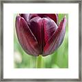 Purple Tulip 2 Framed Print