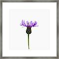 Purple Wildflower On White Framed Print