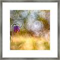 Queen Of Bubbles Framed Print