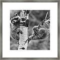 Raccoon Babies Exploring Framed Print