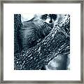 Raccoon Framed Print