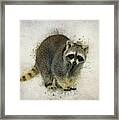 Raccoon Framed Print