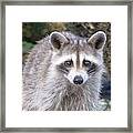 Racoon Wading In Puddle Looking For Food Framed Print