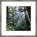 Rain Forest At La Push Framed Print