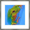 Rainbow Tree Frog Framed Print