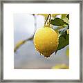 Raindrops Dripping From Lemons Framed Print