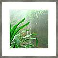 Rainforest Framed Print