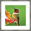 Rainy Day Hummingbird Framed Print
