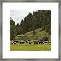 Ranch Horses At Pasture Framed Print