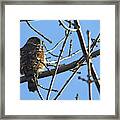 Rapace Framed Print