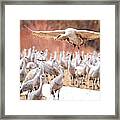 Ready Or Not, Here I Come -- Sandhill Cranes Framed Print