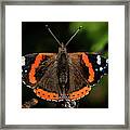 Red Admiral Butterfly In The Cherry Tree Framed Print