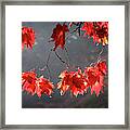 Red Autumn Leaves Framed Print