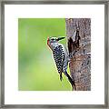 Red-bellied Woodpecker Framed Print