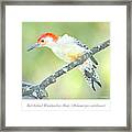Red Bellied Woodpecker, Male Framed Print
