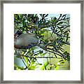 Red-bellied Woodpecker With Acorn Framed Print