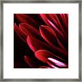 Red Chrysanthemum Close Up 01 Framed Print